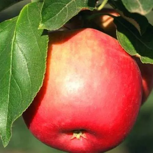 Яблоня КАТЯ в Реутове