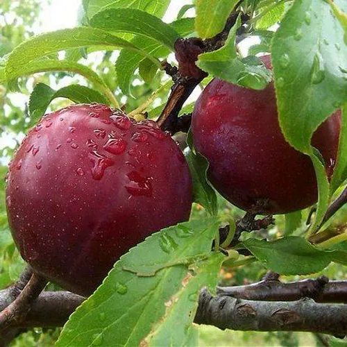 Слива КЛЕОПАТРА в Реутове