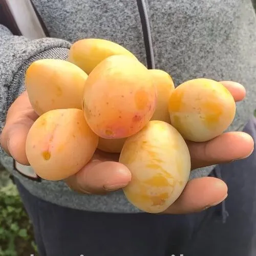 Слива ЯХОНТОВАЯ в Реутове