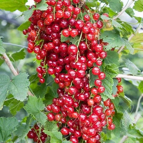 Смородина красная РЕД ЛЕЙК в Реутове
