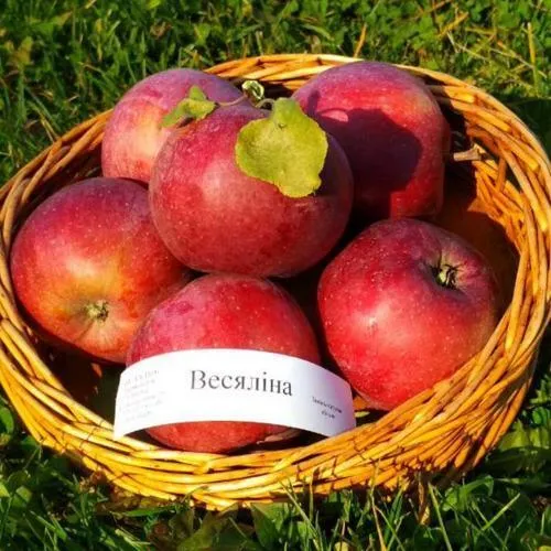 Яблоня ВЕСЯЛИНА в Реутове